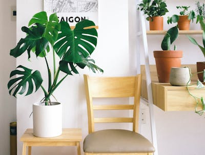 The Secret to Thriving Houseplants: Avoid These Toxic Pairings